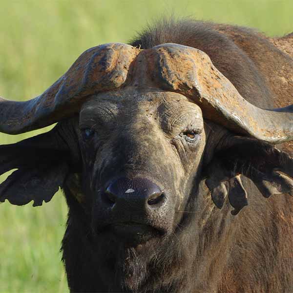 safari, kilimanjaro, culture, zanzibar thumbs_0039_buffalo-2878230