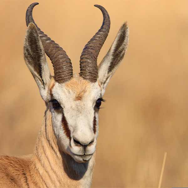 safari, kilimanjaro, culture, zanzibar thumbs_0048_animal-6630954 (2)