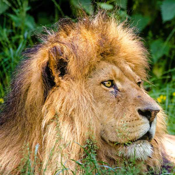 safari, kilimanjaro, culture, zanzibar thumbs_0049_african-lion-951779