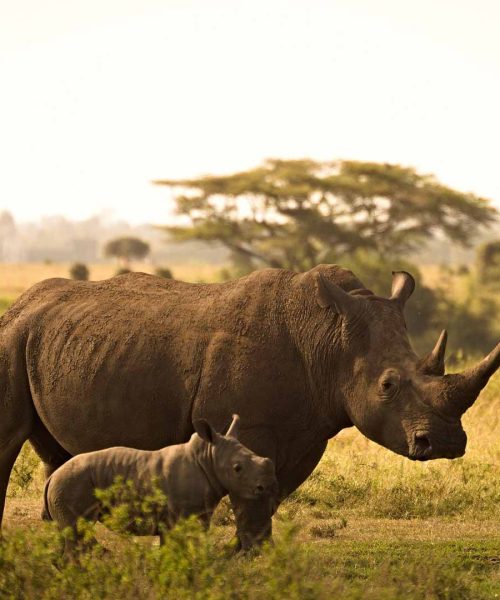 wildlife_0000_rhino-6065480_1920