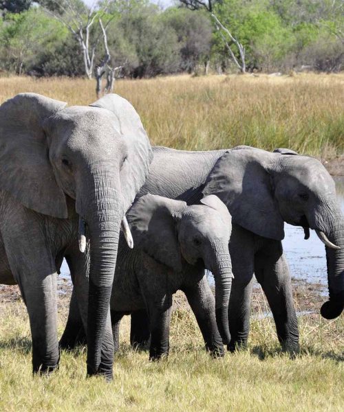 wildlife_0002_elephant-55255_1920