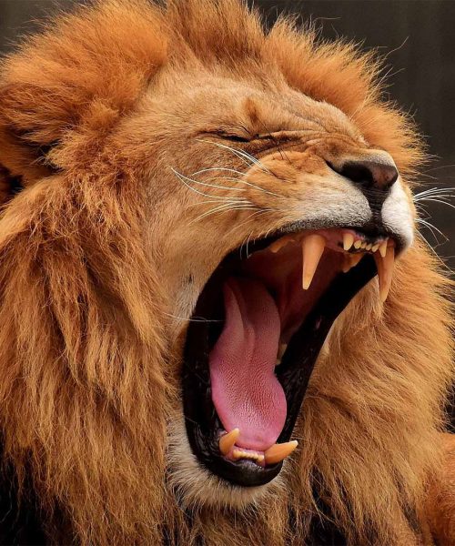 wildlife_0006_lion-3317670_1920