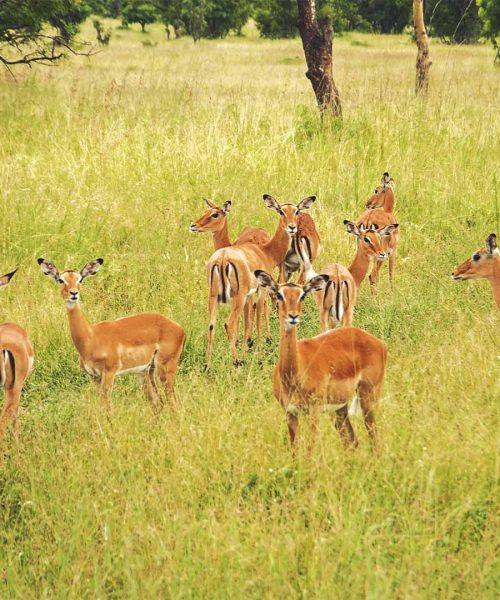 wildlife_0008_antelopes-4995205